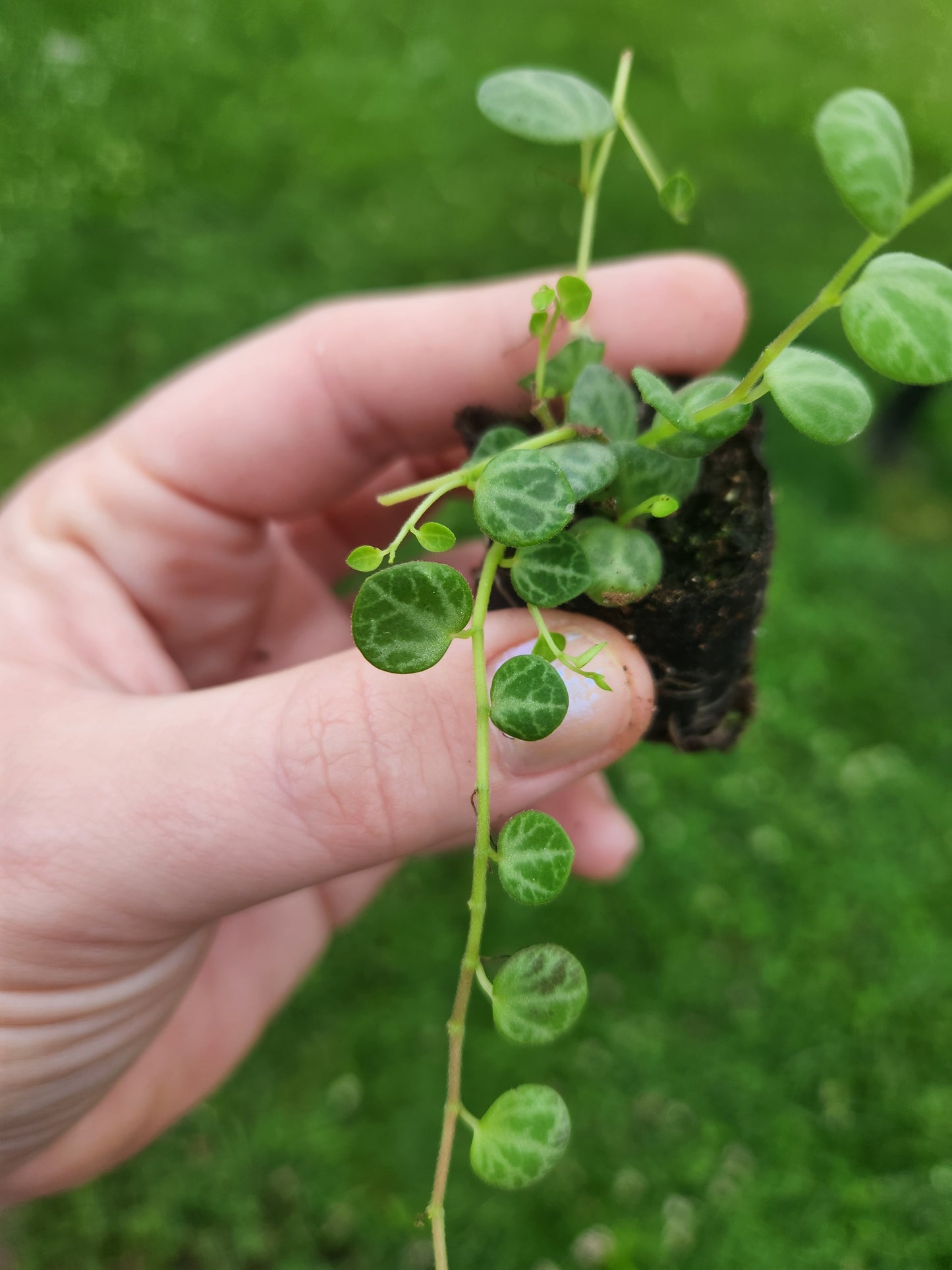 String of Turtles Plug