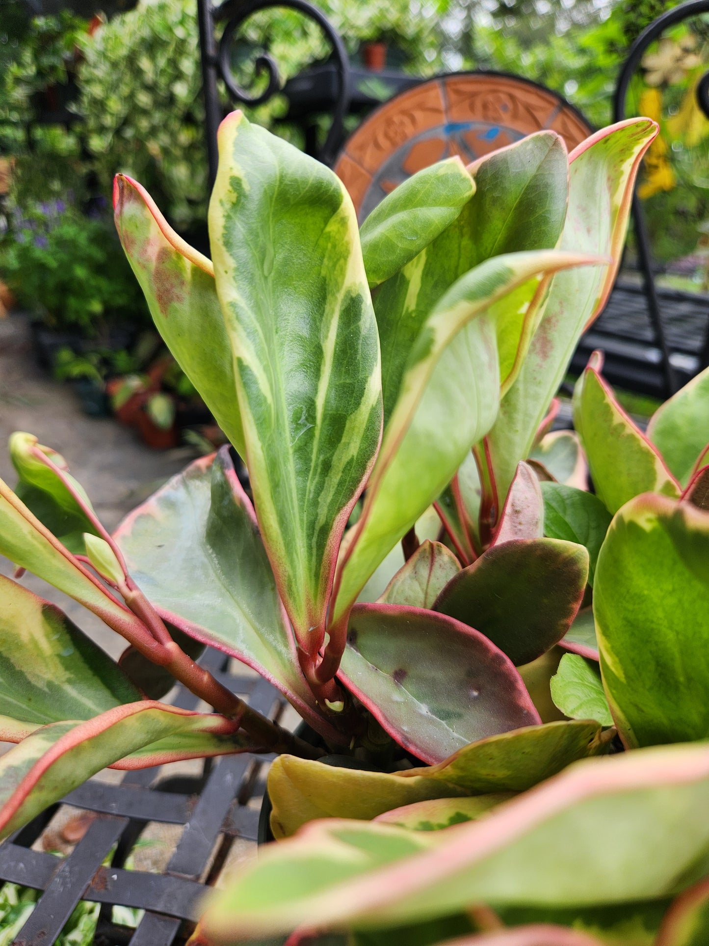 Peperomia Obtusifolia Variegated 6in