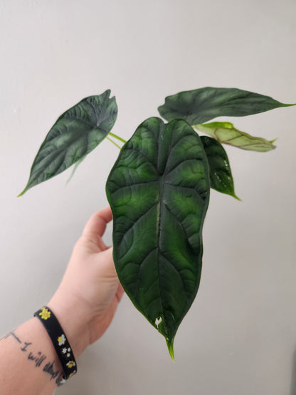 Alocasia Dragon Scale