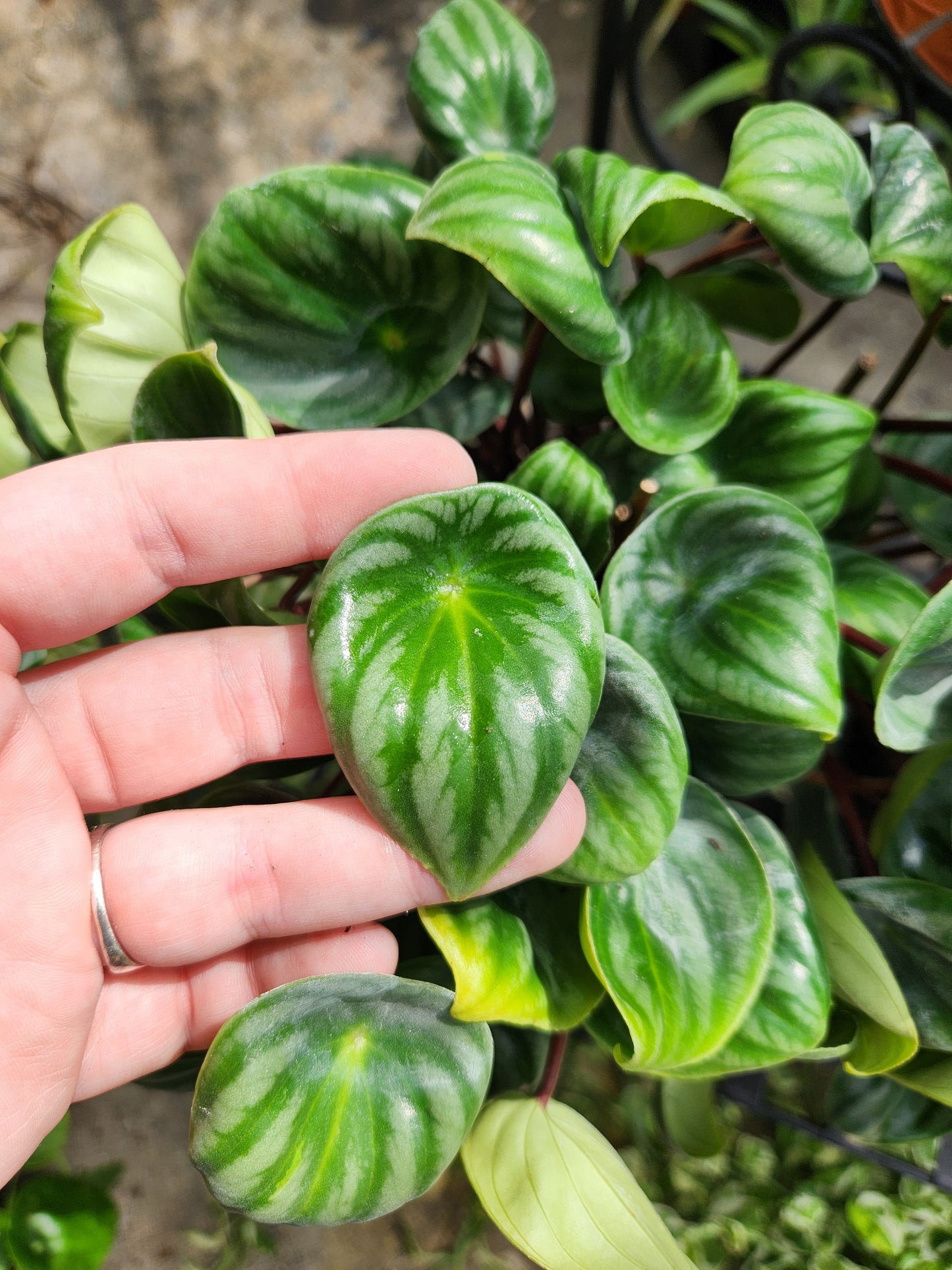 Watermelon Peperomia 6in