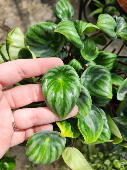 Watermelon Peperomia 6in