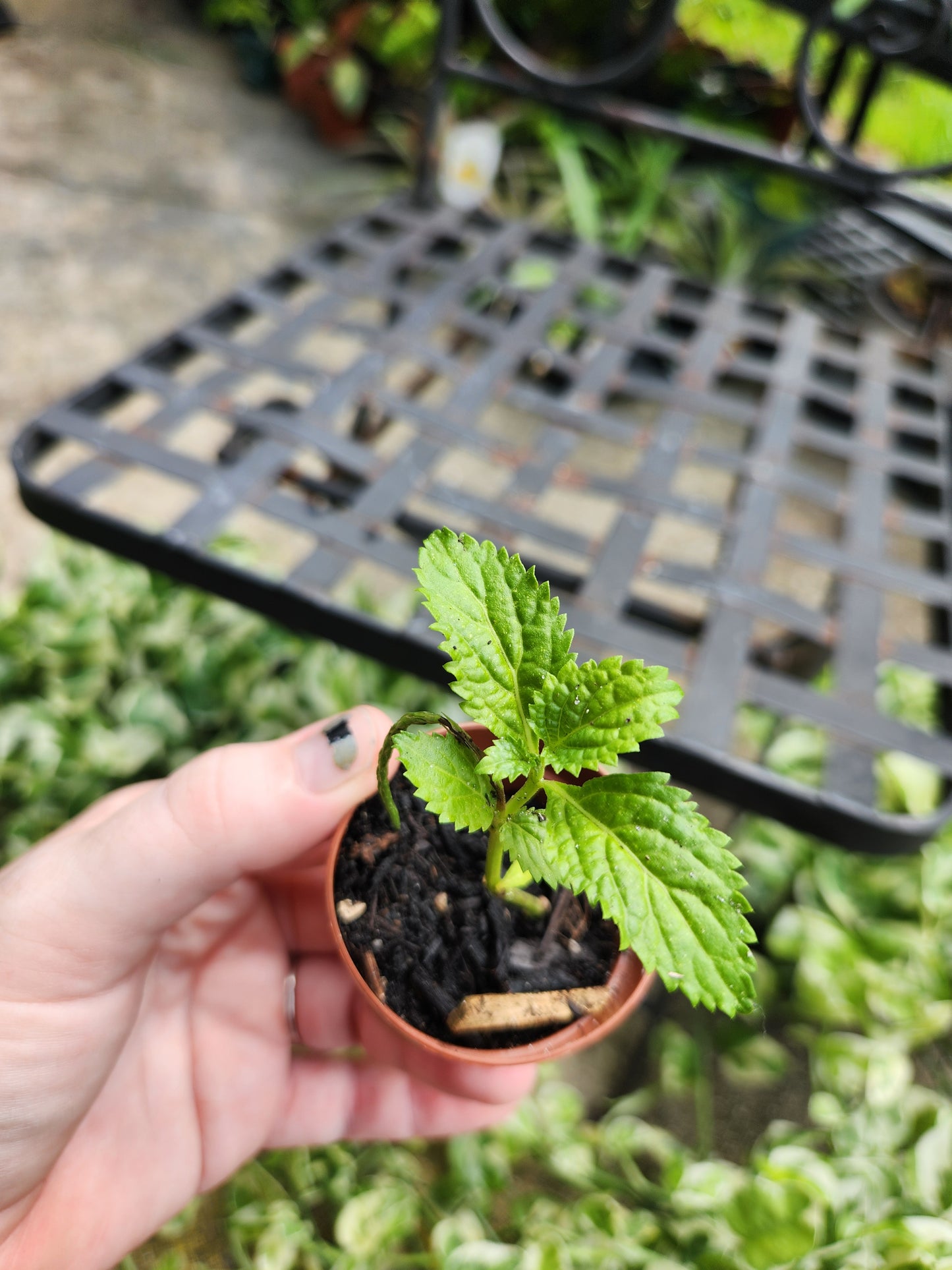 2in Porterweed (Butterflies love it!)