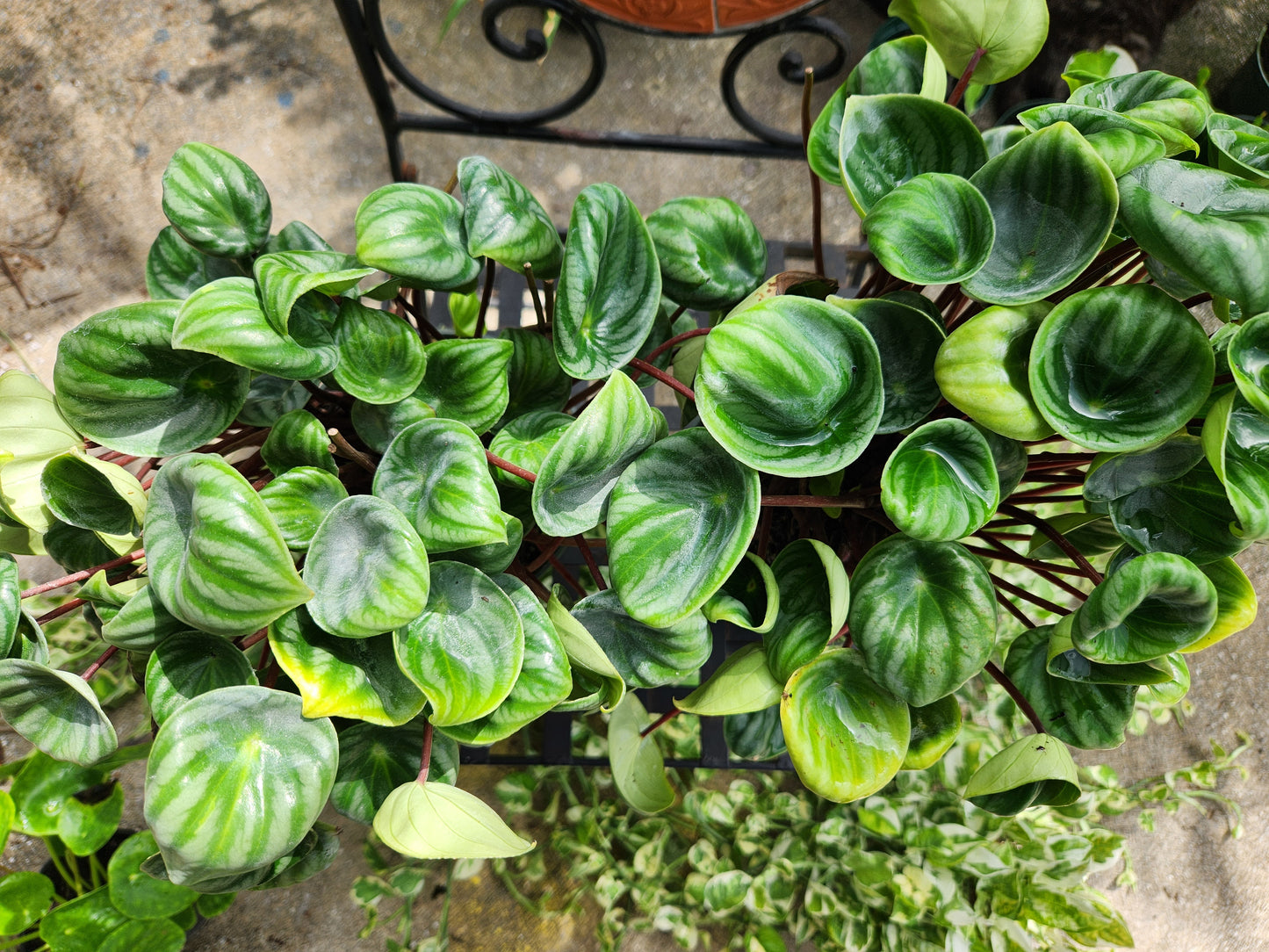 Watermelon Peperomia 6in
