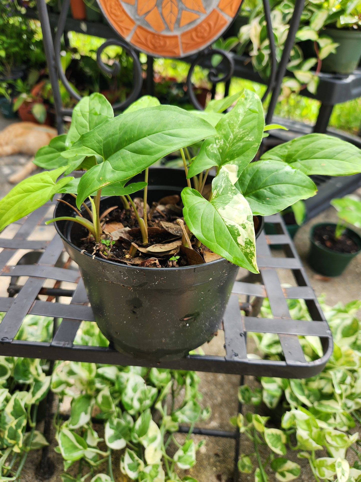 Sygonium Albo Reverted 6in