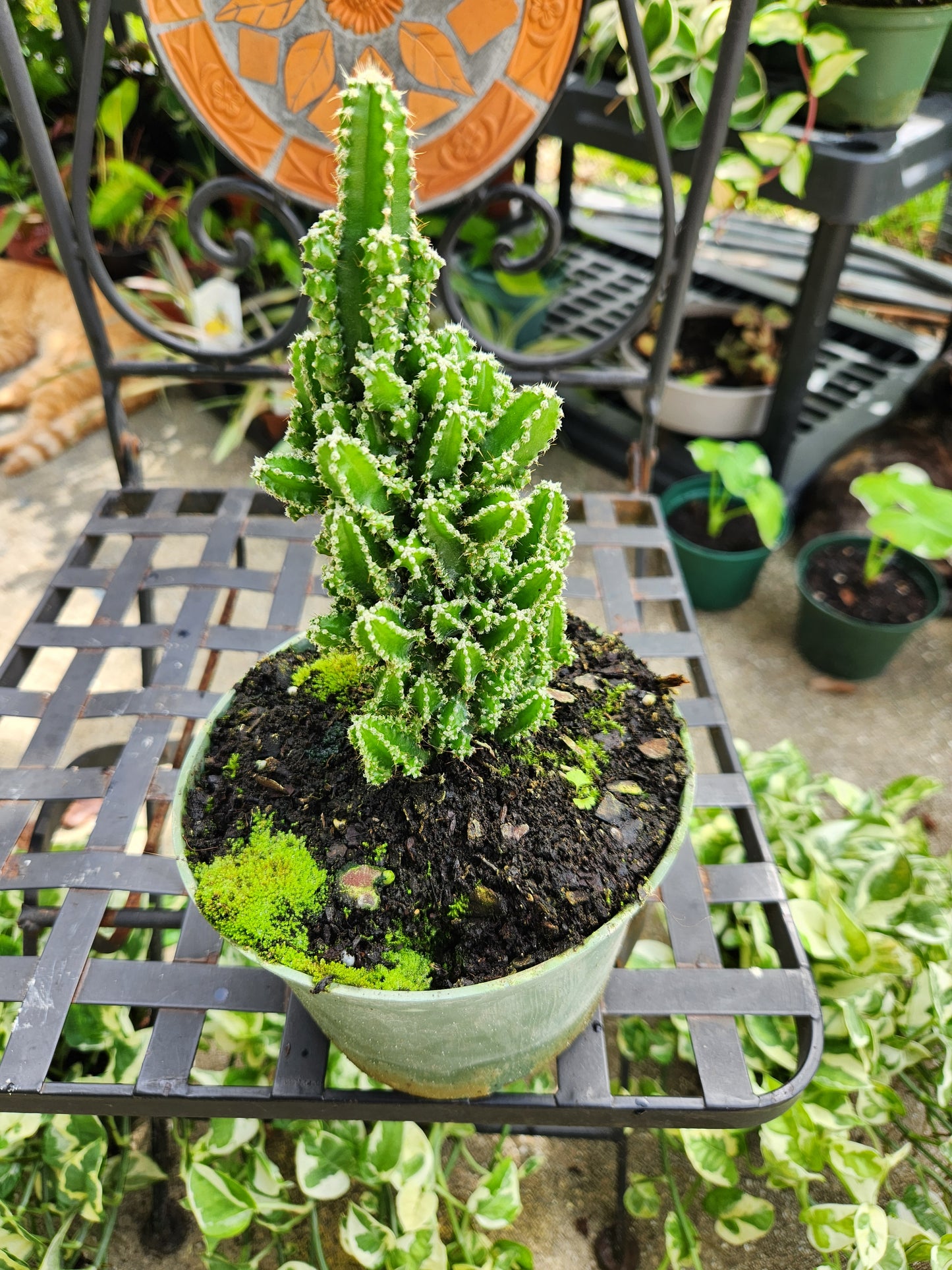 Fairytale Cactus 6in