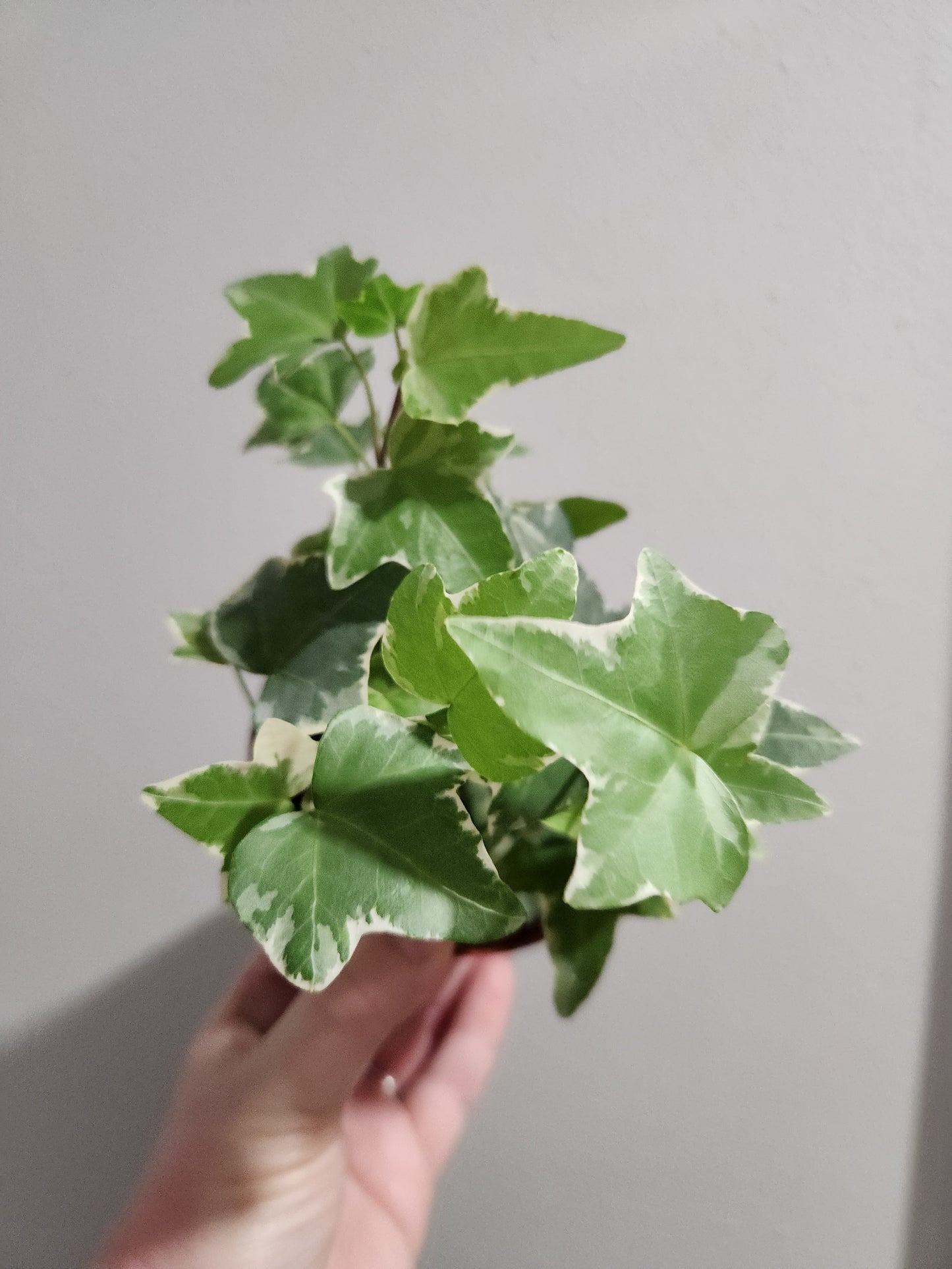 English Ivy Glacier