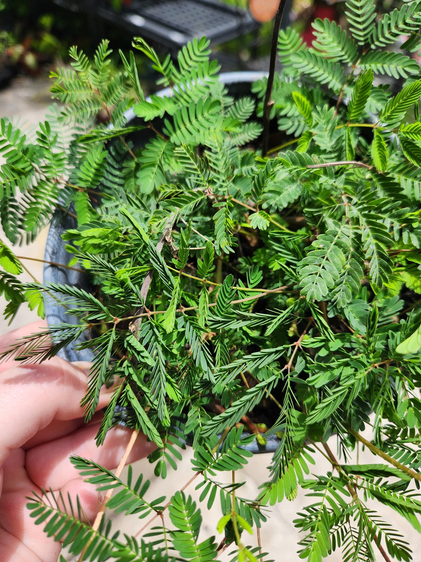 Sunshine Mimosa (Sensitive Plant) 6in