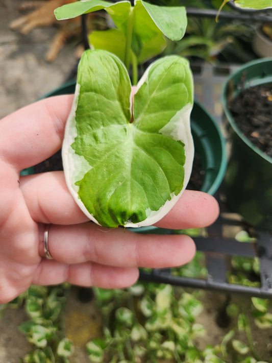 Mickey Mouse Xanthosoma 6in