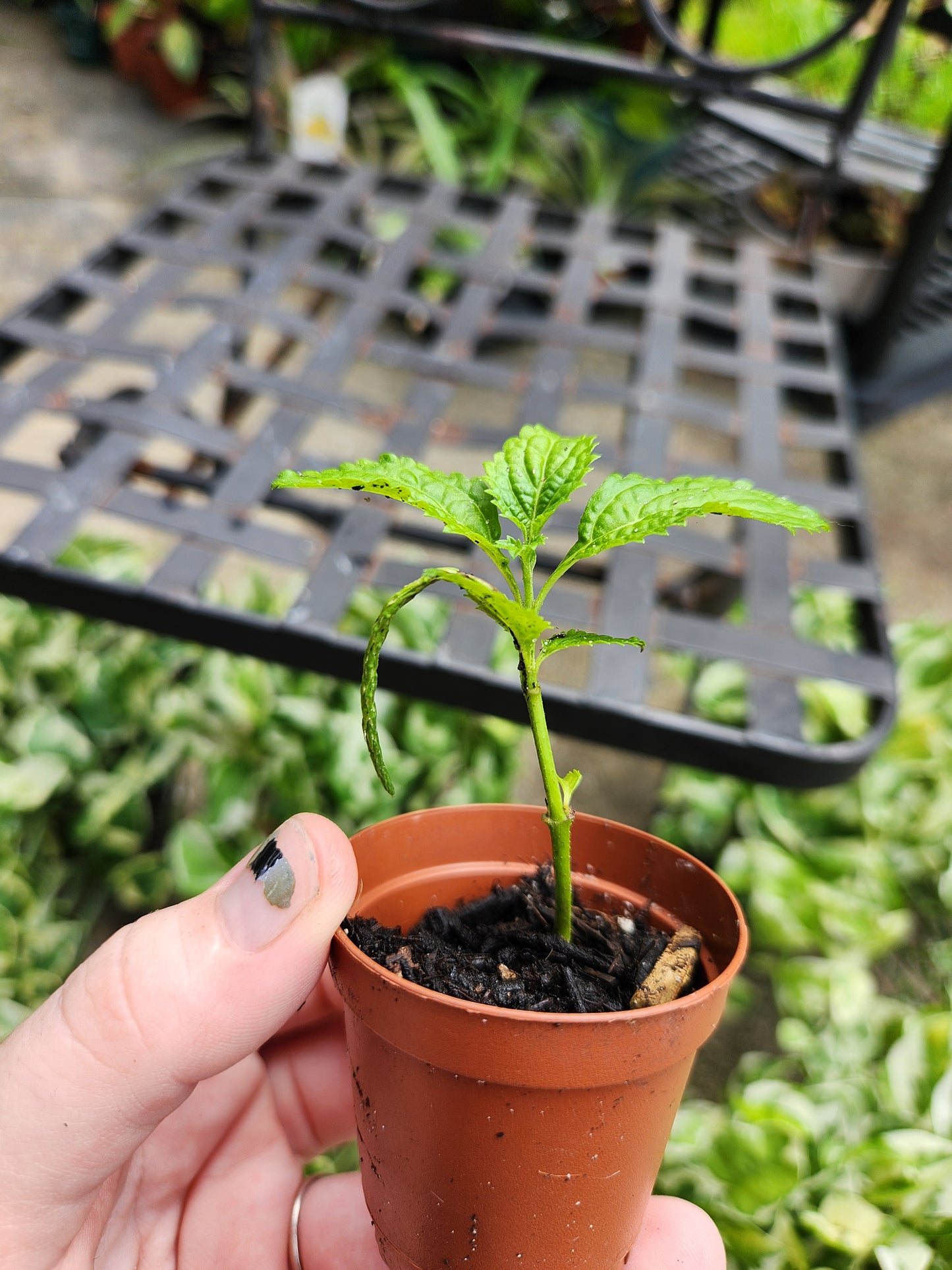 2in Porterweed (Butterflies love it!)