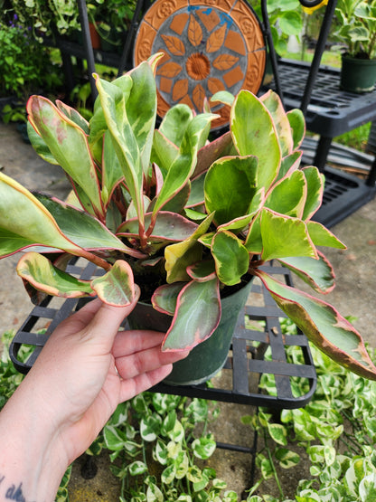 Peperomia Obtusifolia Variegated 6in