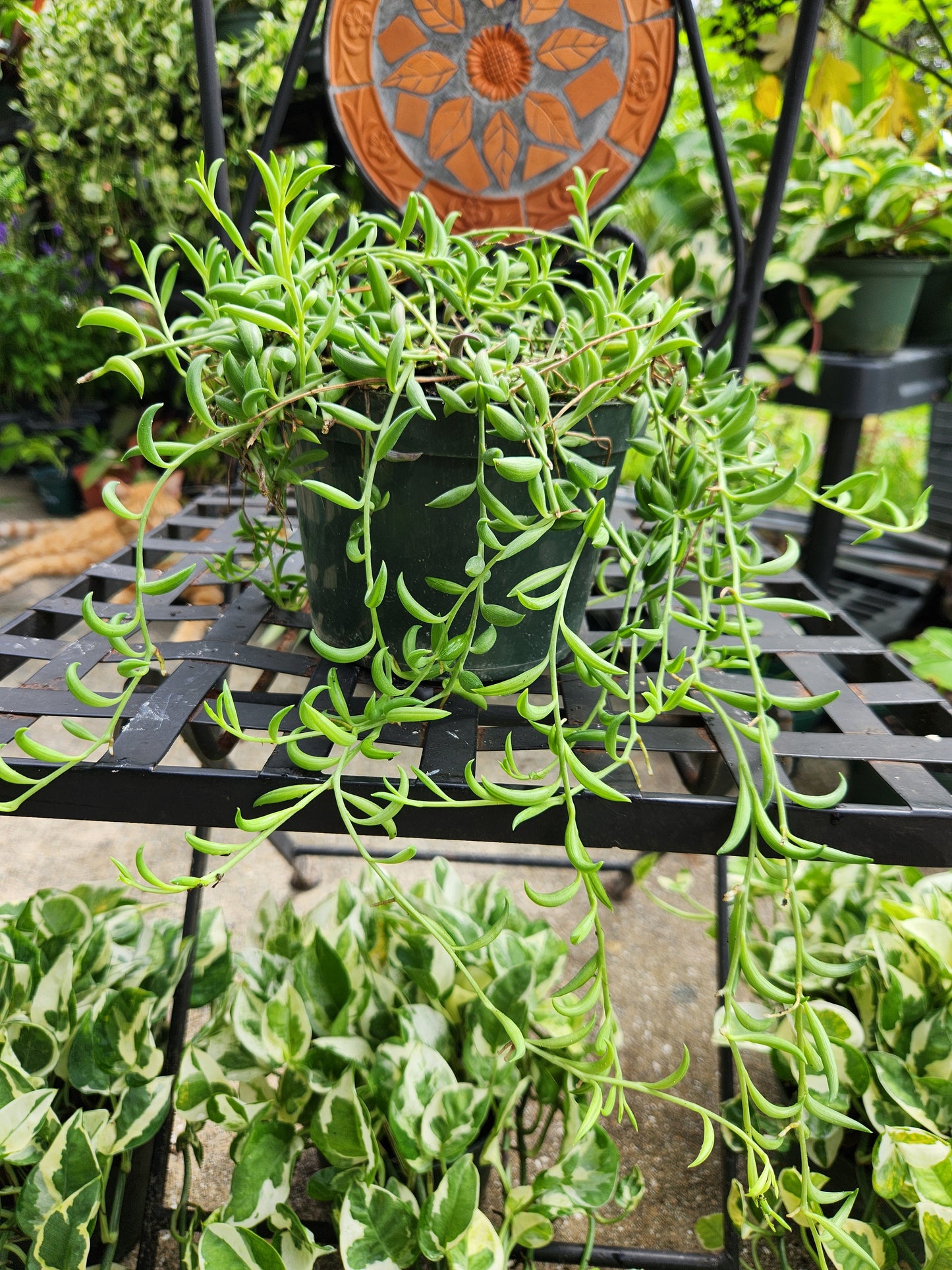 String of Bananas 6in