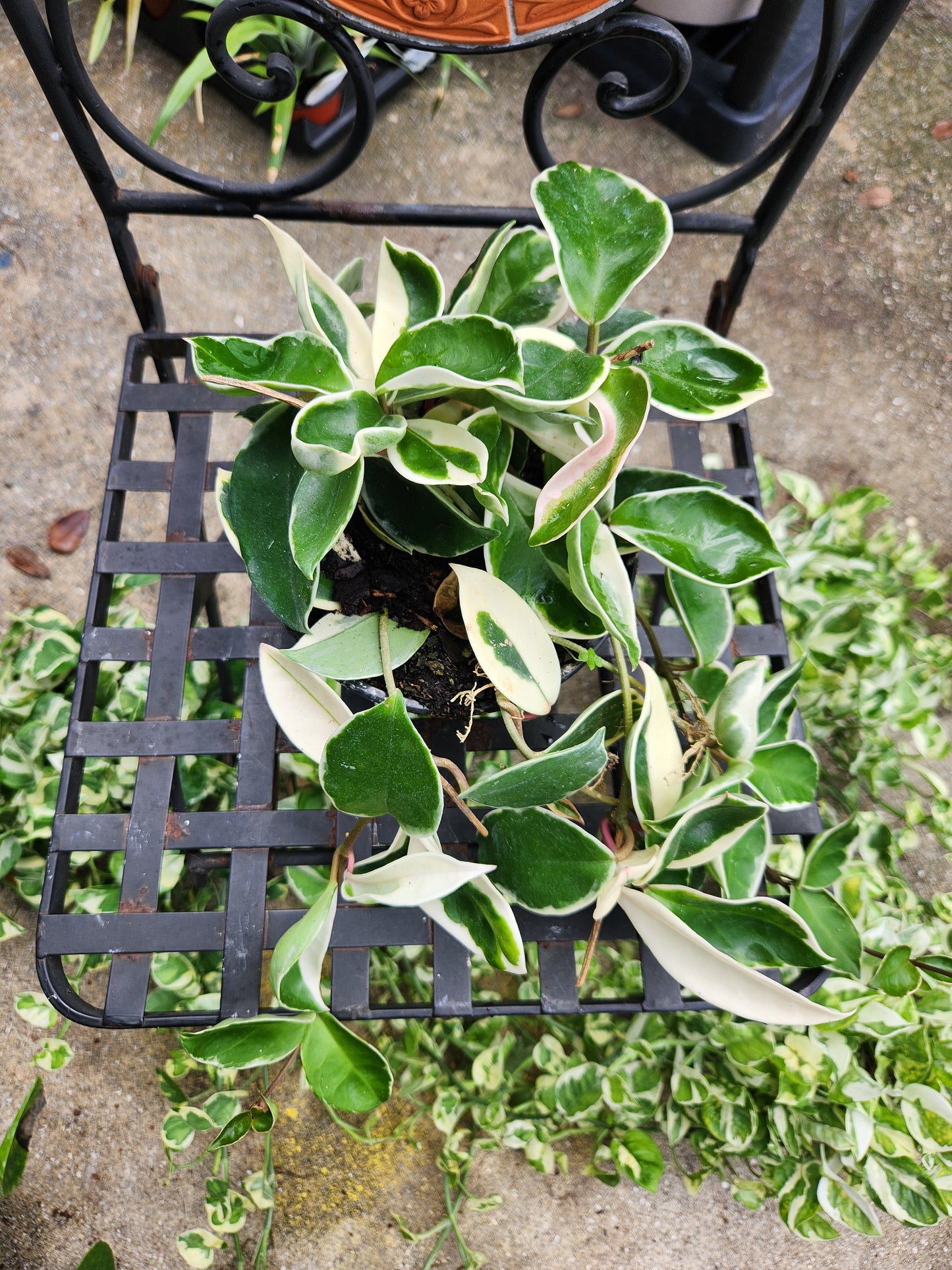 Hoya Krimson Queen 6in