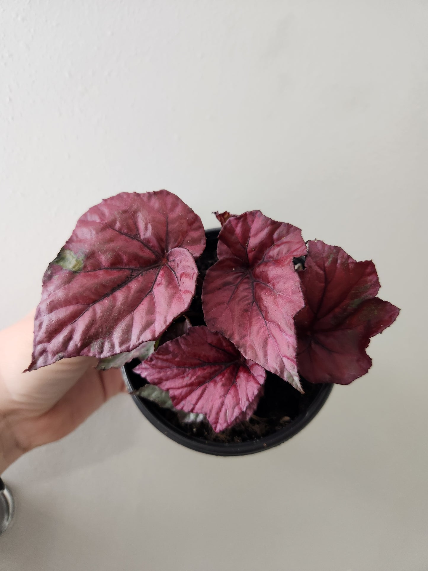 Begonia Inca Flame