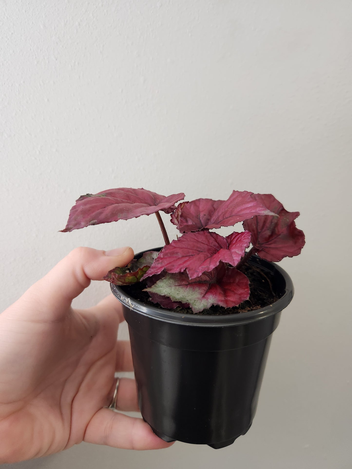 Begonia Inca Flame