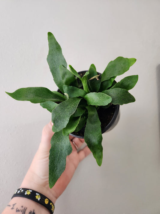 Staghorn Fern