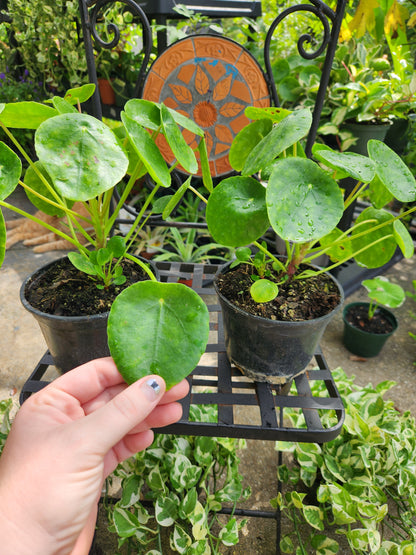 Pilea Peperomioides 6in