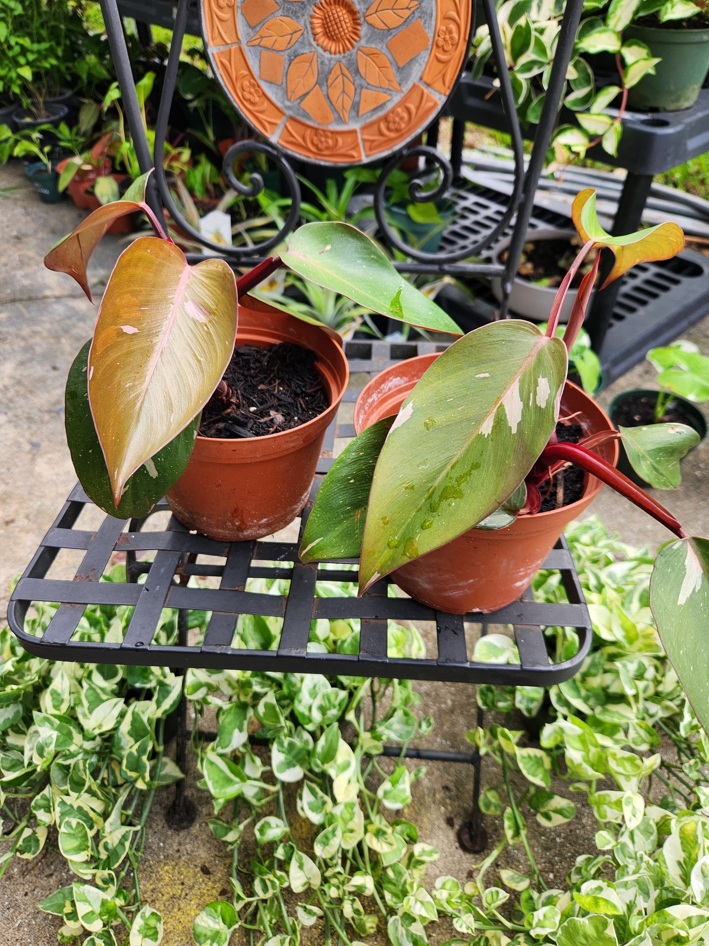 Pink Princess Philodendron 6in