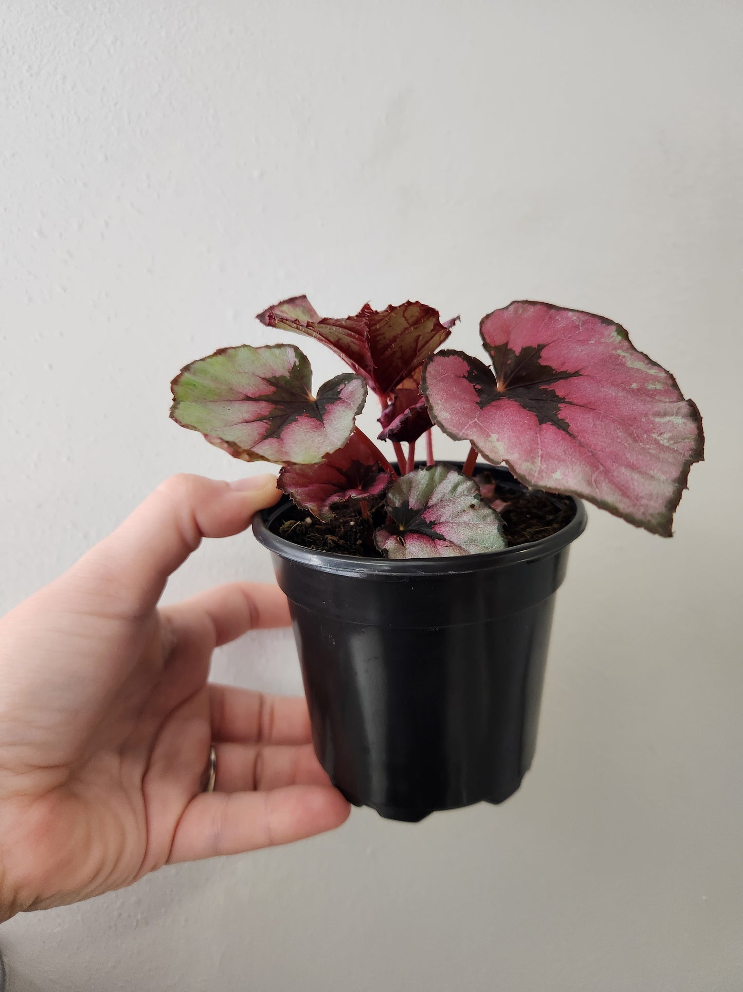 Begonia Red Kiss