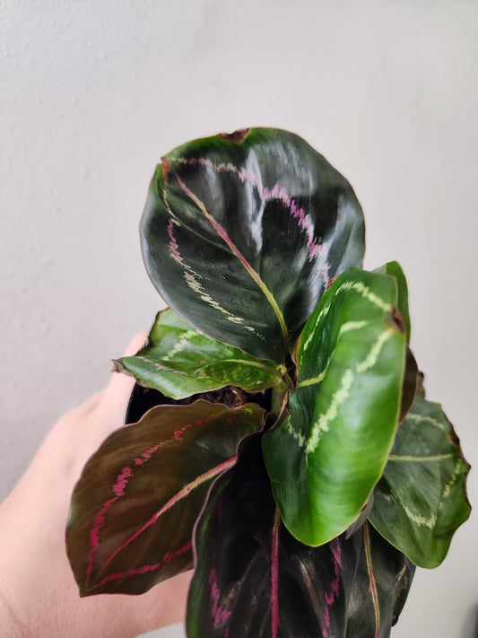 Calathea Roseopicta Dottie
