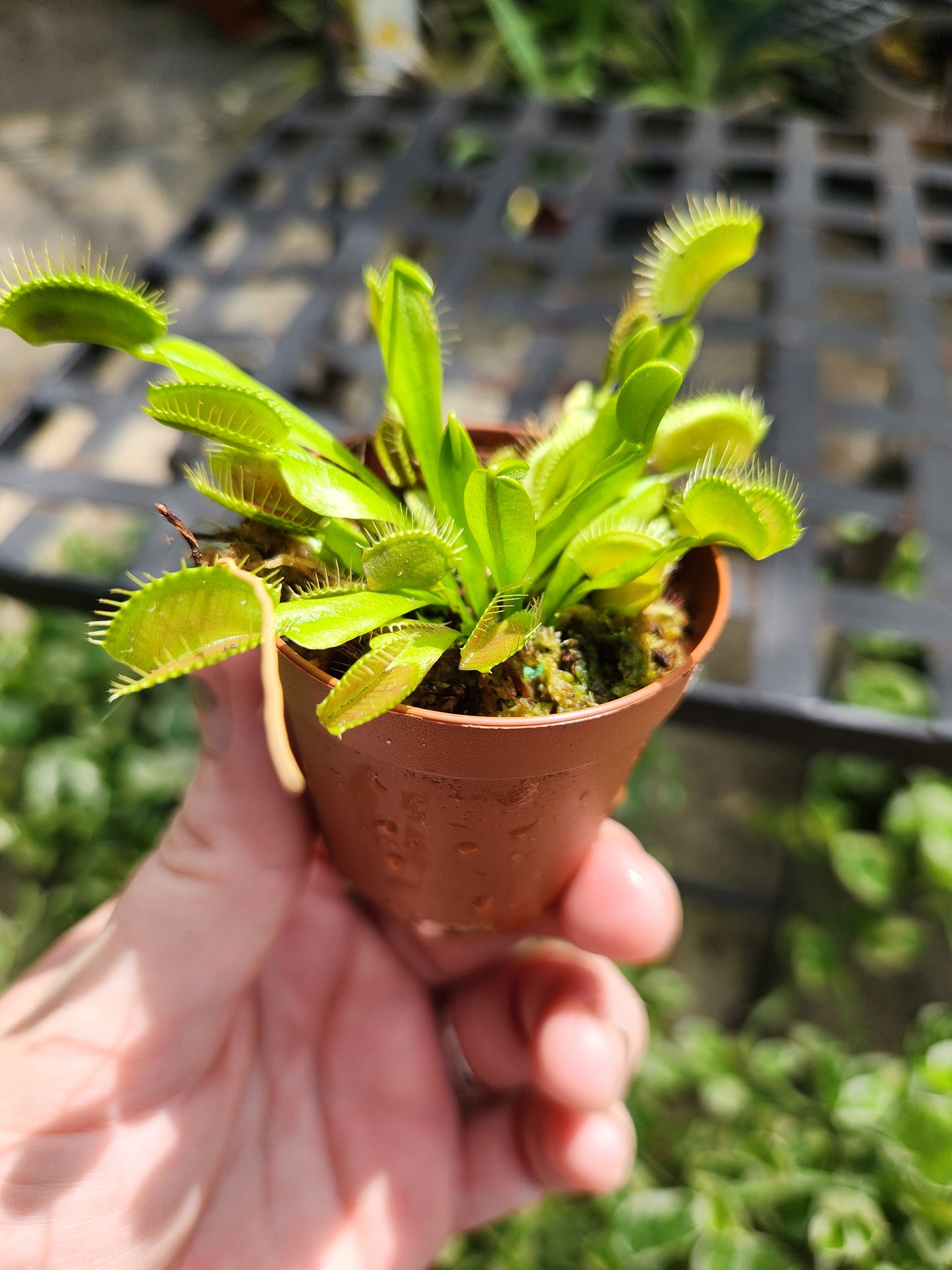 Venus Fly Trap 2in