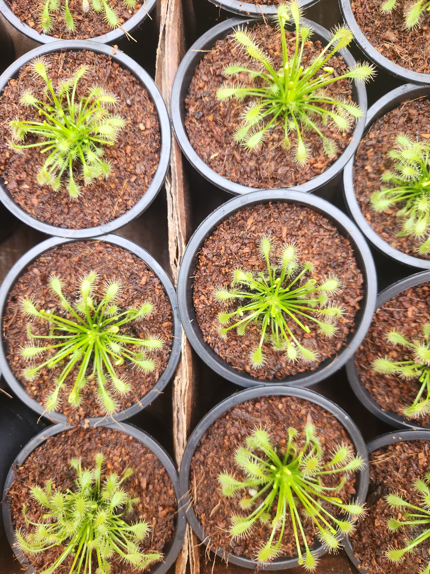 Drosera (Sundew)