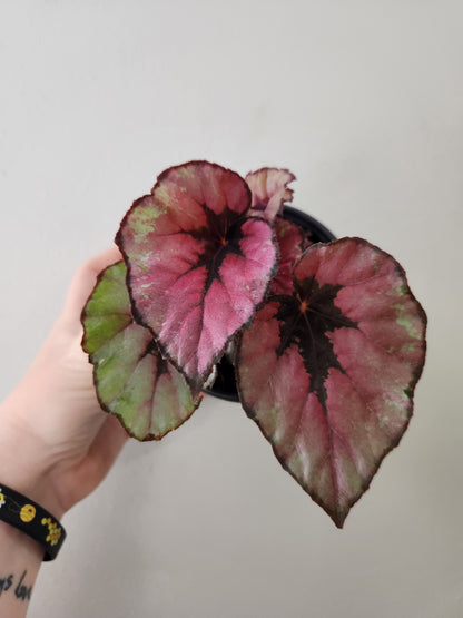 Begonia Red Kiss
