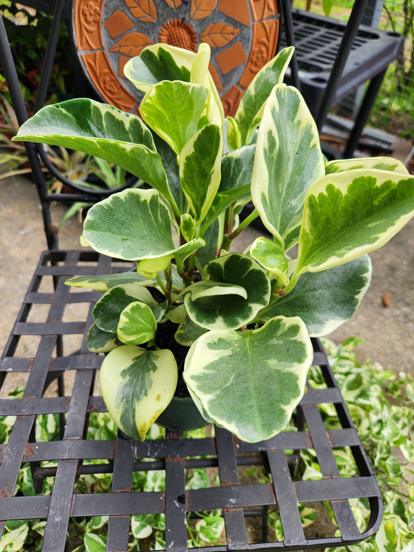 6in Peperomia Obtusifolia Variegated