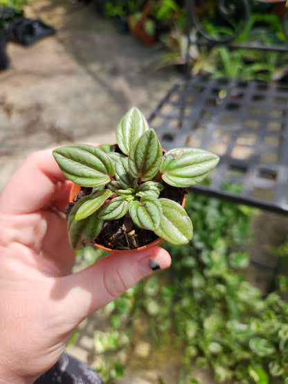 2in Peperomia