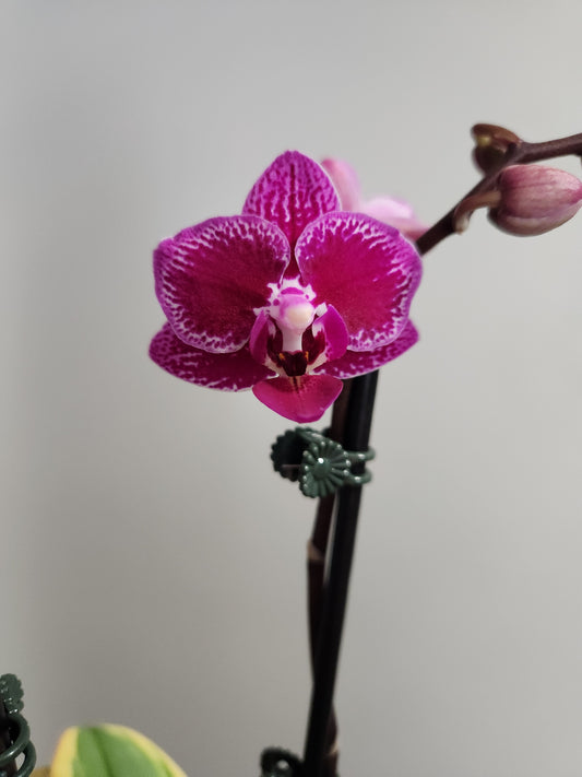 Variegated Phalaenopsis Orchid