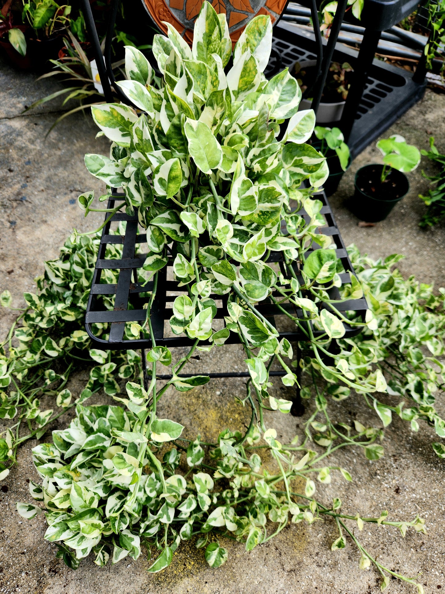 NJoy Pothos 6in Trailing