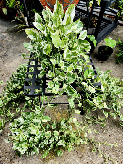 NJoy Pothos 6in Trailing