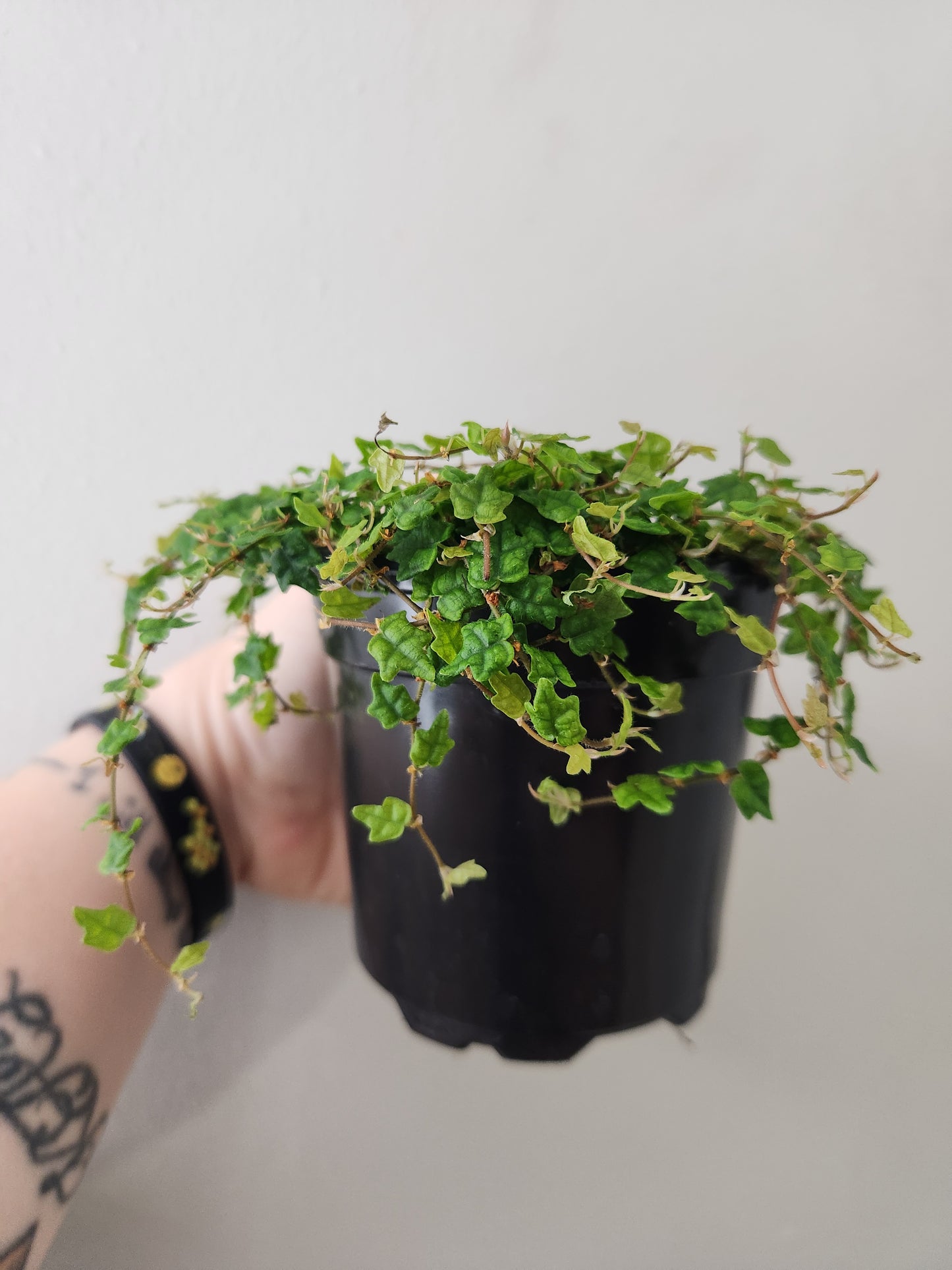 String of Frogs