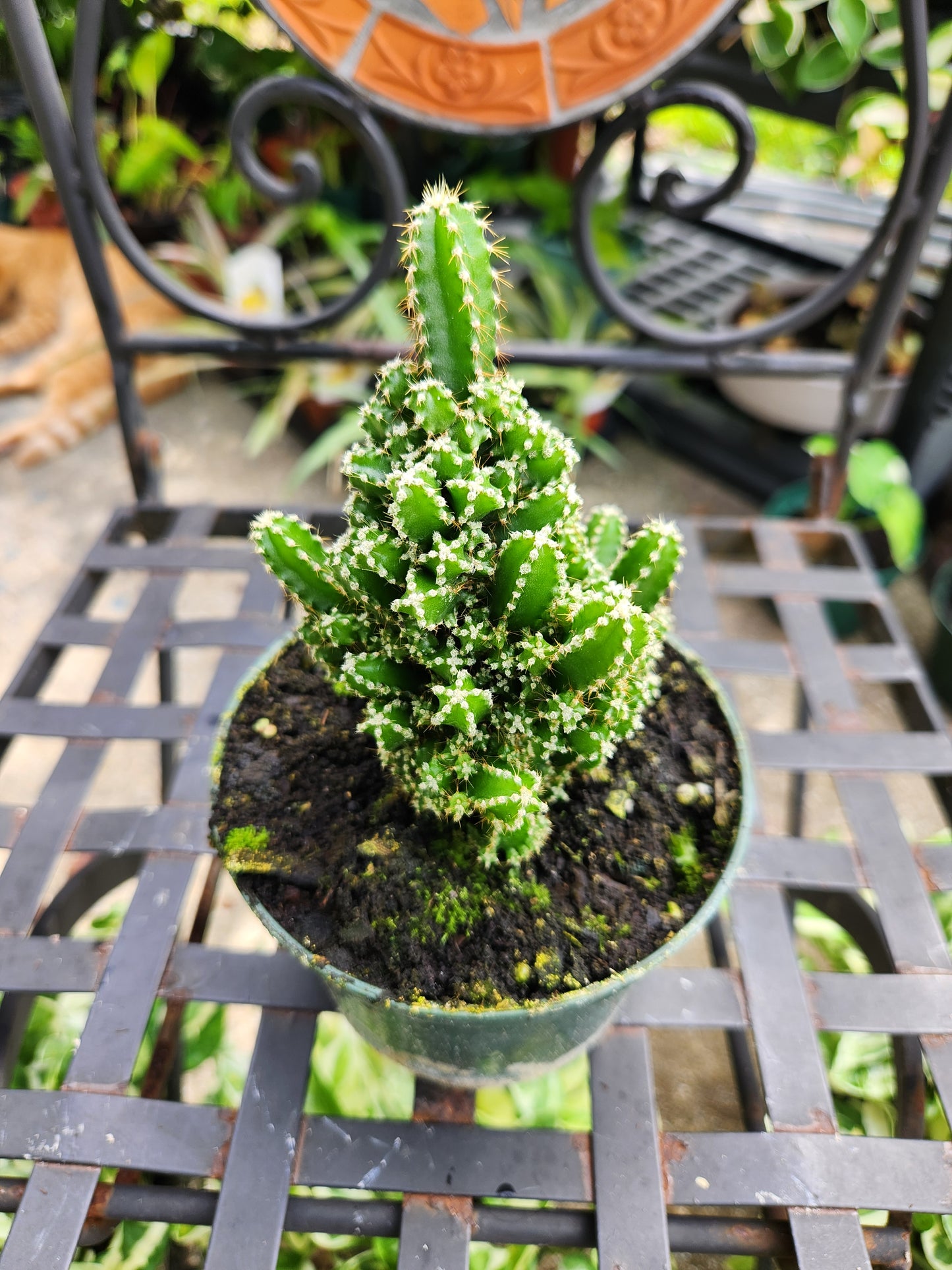 5in Fairy Tale Cactus