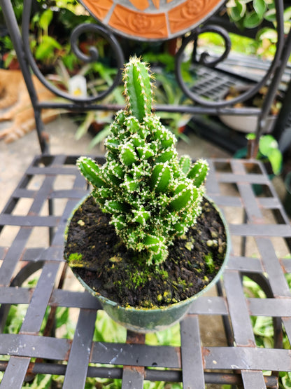 5in Fairy Tale Cactus