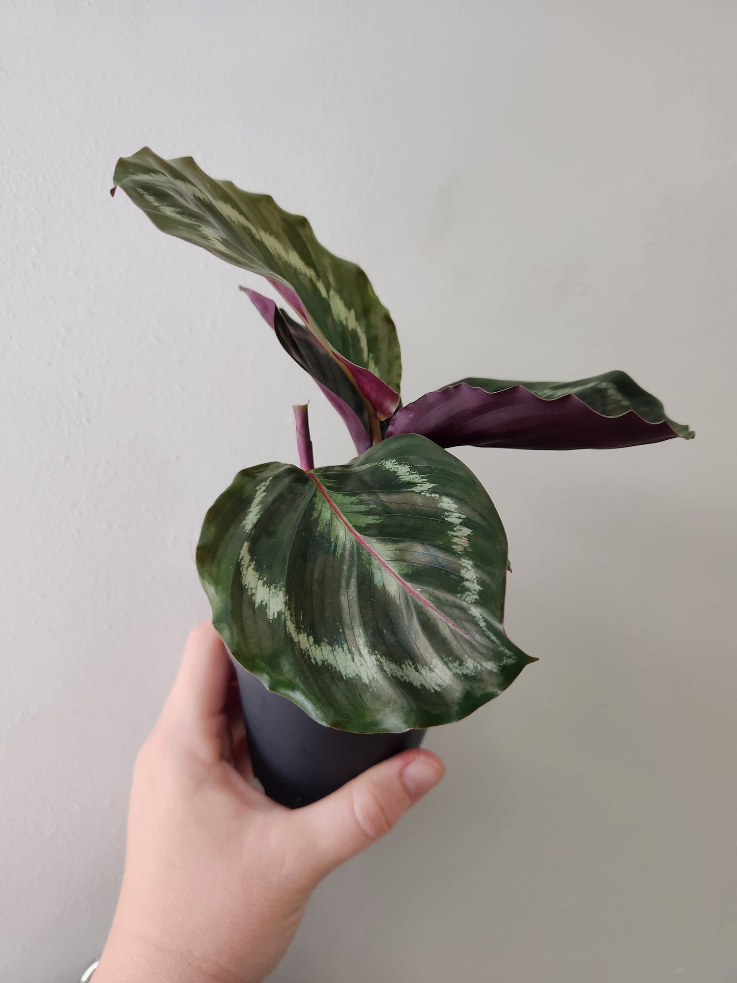 Calathea Rosepicta Medallion