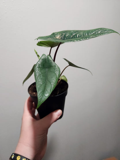 Alocasia Scalprum