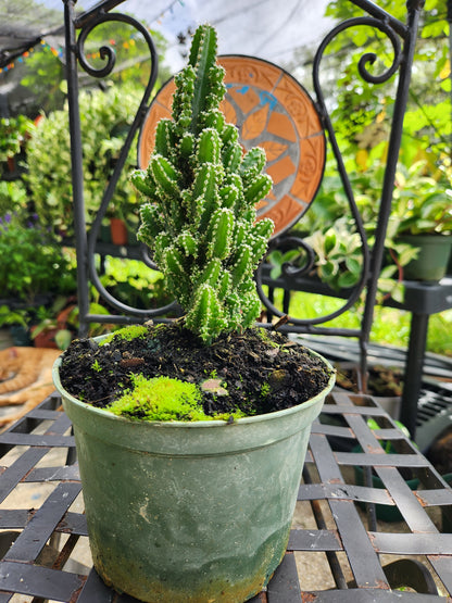 Fairytale Cactus 6in