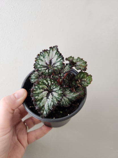 Begonia