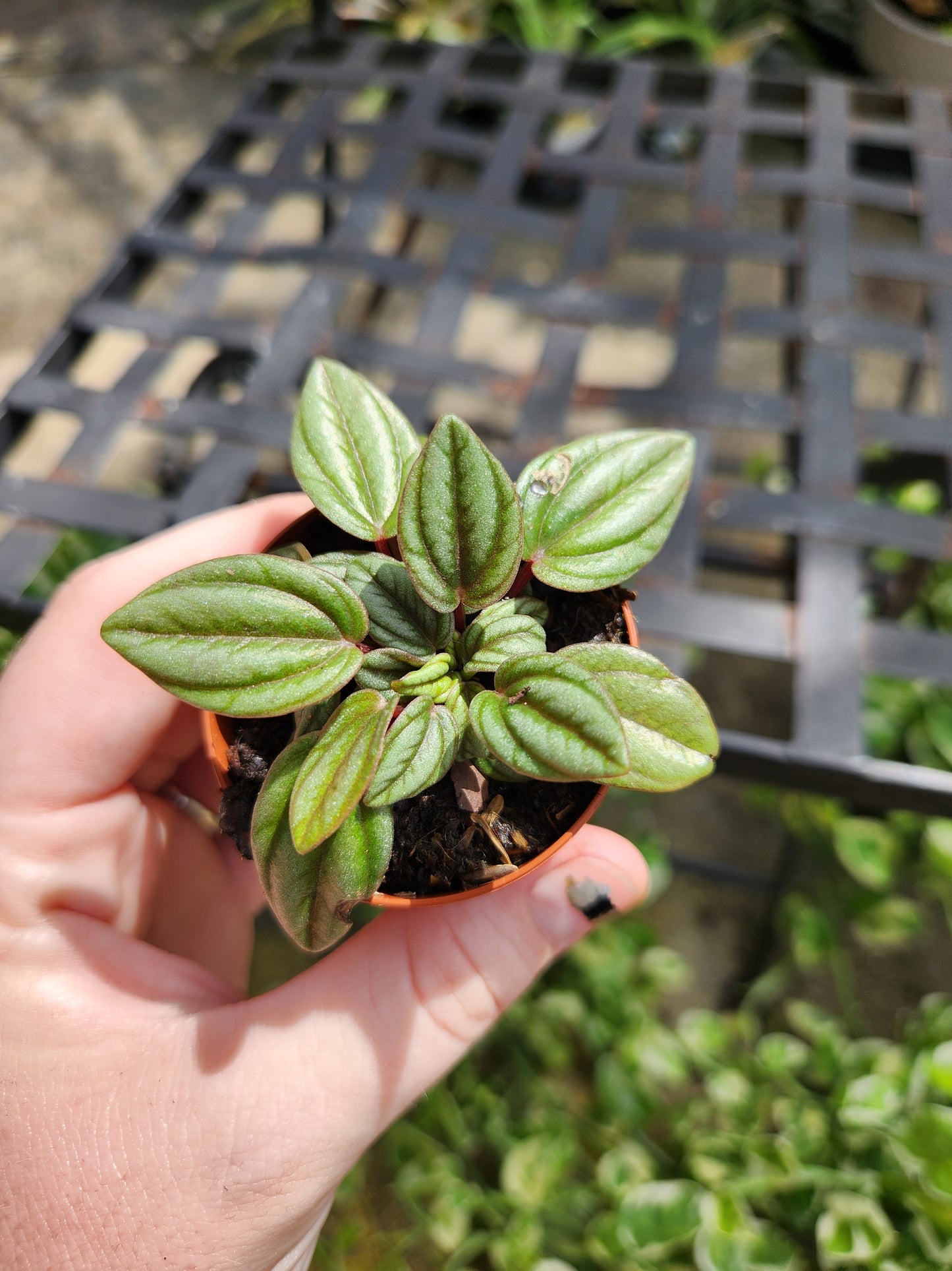2in Peperomia