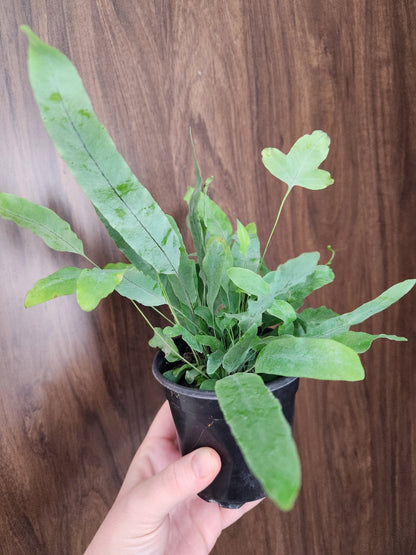 Blue Star Fern