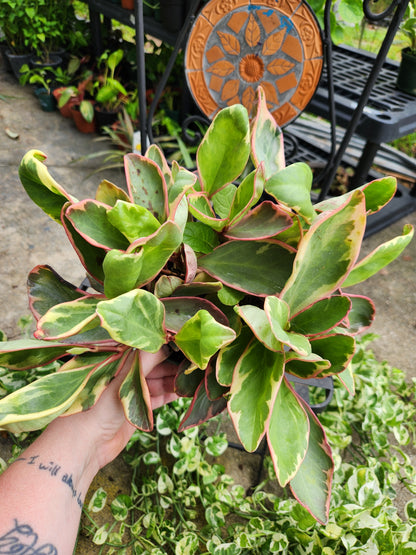 Peperomia Obtusifolia Variegated 6in
