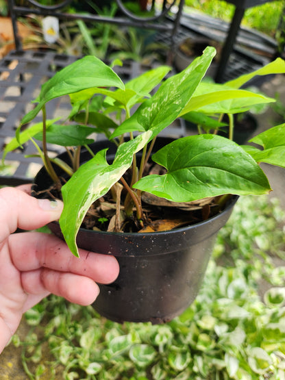 Sygonium Albo Reverted 6in