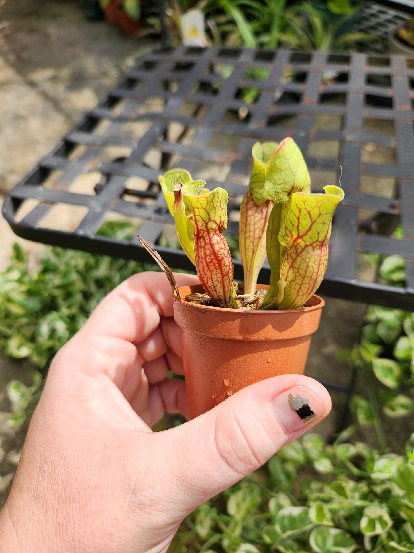 Sarracenia Purpurea 2in