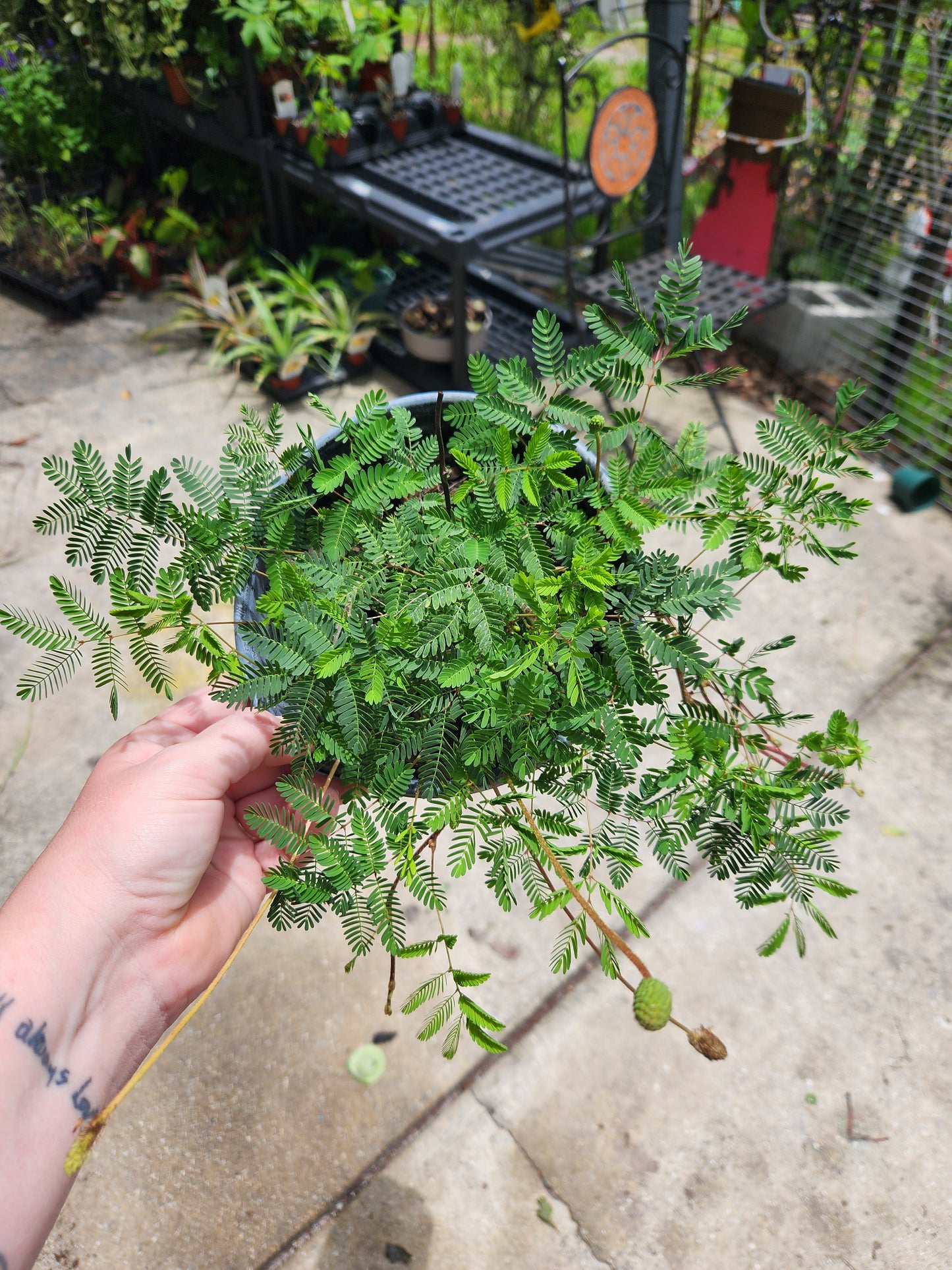 Sunshine Mimosa (Sensitive Plant) 6in