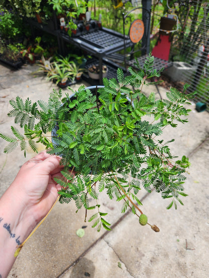Sunshine Mimosa (Sensitive Plant) 6in