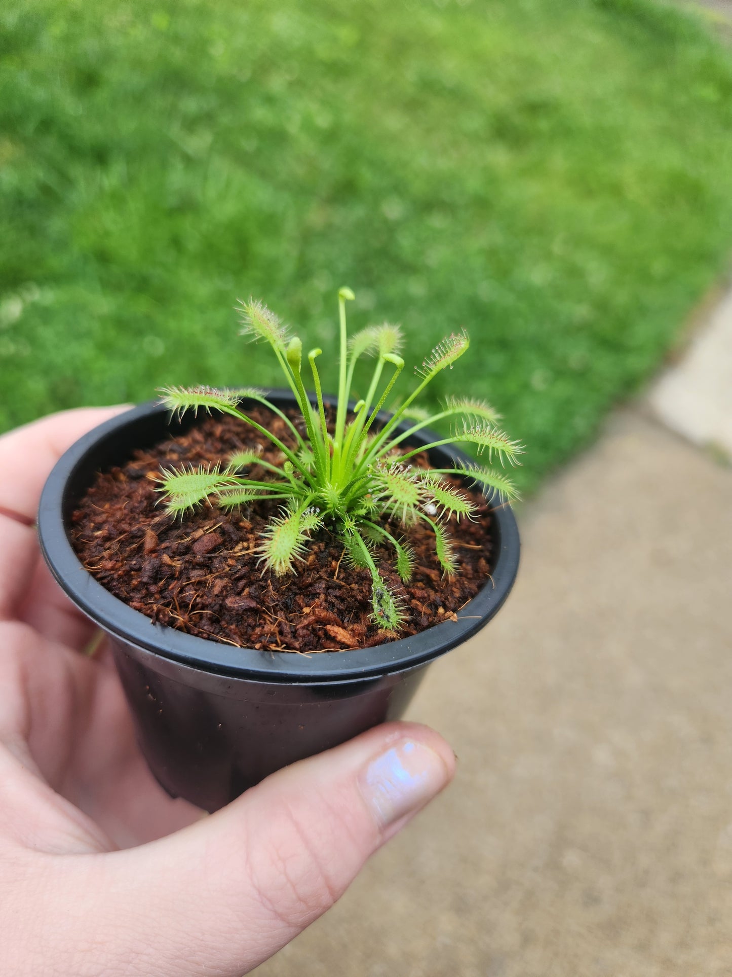 Drosera (Sundew)