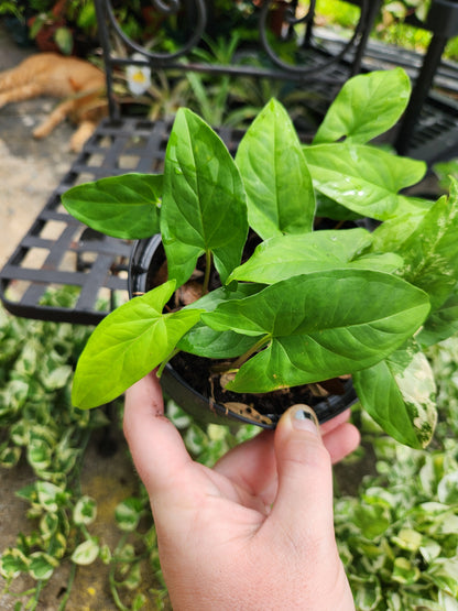 Sygonium Albo Reverted 6in